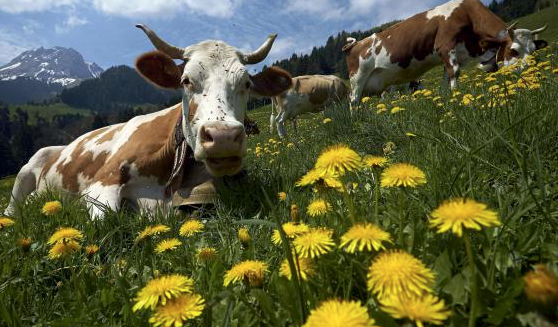 Lait de Vache